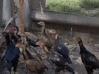 Chickens — fotografija 1