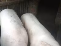 मादा सूअर, Крупная белая — फ़ोटो 2
