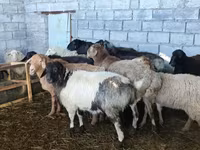 Schaf, Beulah Speckled face sheep — Foto 4