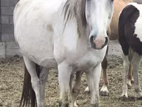 Kobila, Mugalzhar horse — fotografija 7