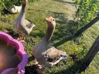 Geese — Foto 2