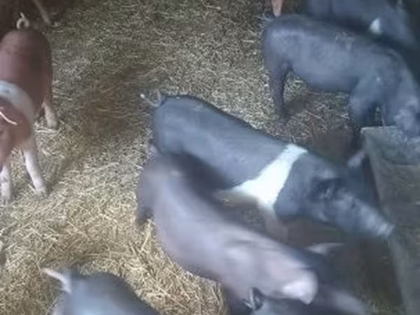 Cerda, Cerdos