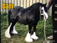 Pastuv, Gypsy horse — fotografija 3