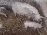 豚（ロット、性別未指定）, 豚 — 写真 3