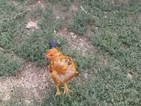 Chickens — الصورة 7