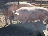 母猪, Pigs — 照片 2