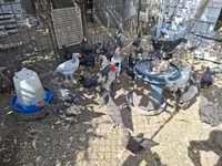 Chickens — fotografija 2