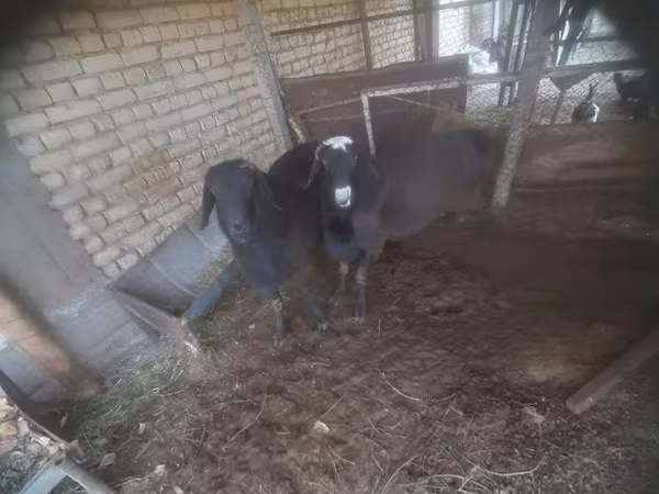 Boucs, Chèvres