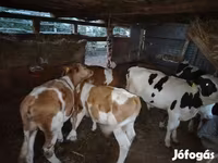 牛只（批次，未指定性别）, Cattle — 照片 3