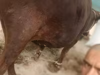 Buqa, Qoramol — 3-rasm