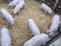 Świnie (partia, płeć nieokreślona) — zdjęcie 3