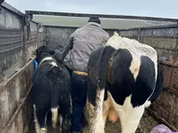 Kuh, Russian Black pied cattle — Foto 1