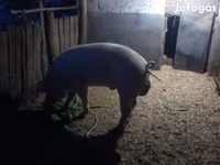 Eber, Schweine — Foto 2