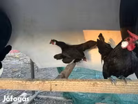 Chickens — الصورة 1
