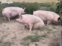 Eber, Schweine — Foto 2