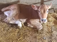 İnək, Swiss cattle — foto 3