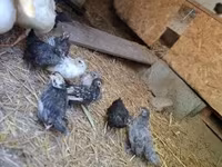 Chickens — الصورة 4