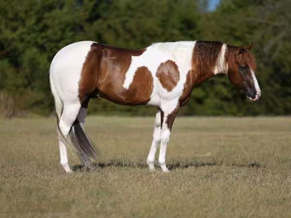 Koń, American paint horse