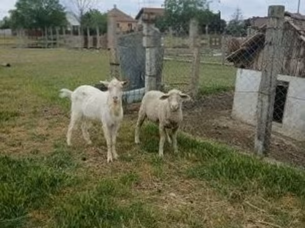 雄羊, Merino sheep