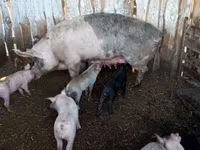 猪（批次，未指定性别）, Pigs — 照片 7