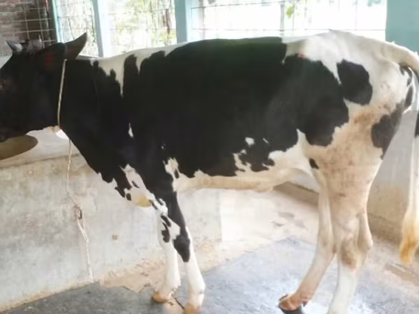 Krava, Russian Black pied cattle