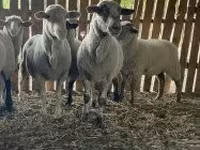 Owca, Merinoland sheep — zdjęcie 4