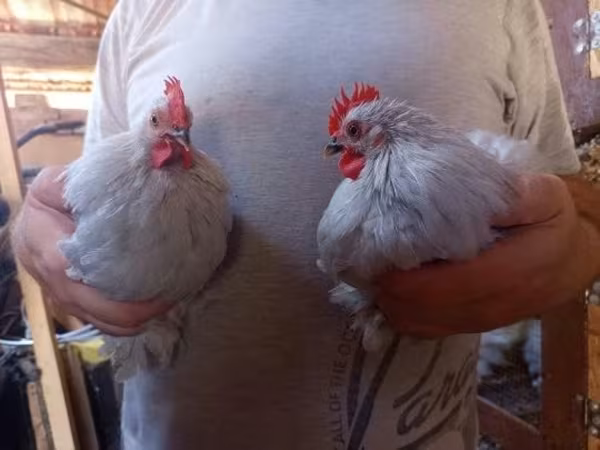 Bantam de Pequim