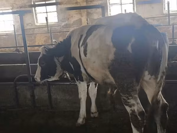Buğa, Simmental cattle