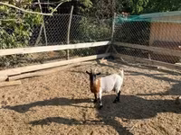 母山羊, Dutch Landrace goats — 照片 2