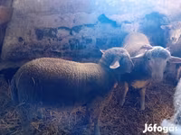 母羊, Sheep — 照片 1