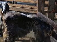 Billy Goat, Goats — photo 2