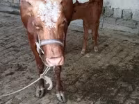 Krowa, Simmental cattle — zdjęcie 4