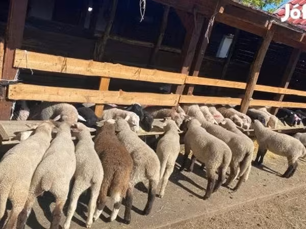 公羊, Cameroon sheep