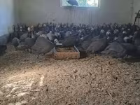 Guinea fowl — Foto 3