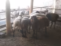 Ram, Arabi sheep — photo 4