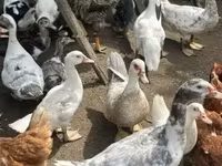Ducks — fotografija 4