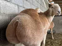 Ovan, Afghan Arabi sheep — fotografija 1