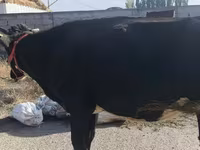 İnək, Russian Black pied cattle — foto 4