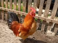 Chickens — foto 1