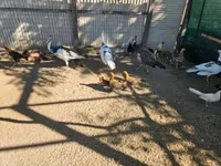 Ayam Ketawa — zdjęcie 2