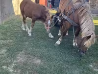 Caballo, Caballos — foto 4
