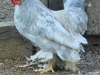 Chickens — फ़ोटो 6