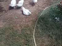 Geese — photo 2