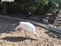 Turkeys — Foto 1