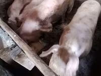 Knur, Świnie — zdjęcie 3