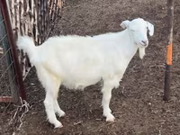 Goat, Goats — photo 2
