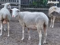 Ovca, Lacaune sheep — fotografija 4