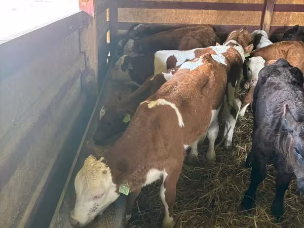 Goveda (partija, pol nije naveden), Simmental cattle