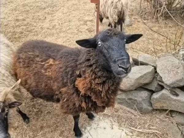 Bélier, Moutons — Hongrie