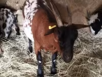 Ziegenbock, Ziegen — Foto 1